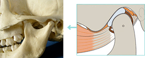 顎の関節